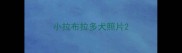 小拉布拉多犬照片