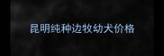 昆明纯种边牧幼犬价格