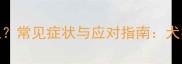 母犬生理期出血常见症状与应对指南犬类健康必读知识