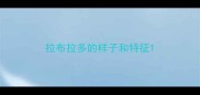 拉布拉多的样子和特征