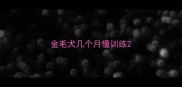 金毛犬几个月懂训练