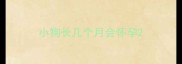 小狗长几个月会怀孕