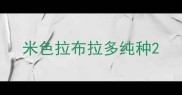 米色拉布拉多纯种