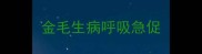 金毛生病呼吸急促