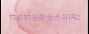 拉布拉多配金毛好吗