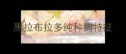 黑拉布拉多纯种狗特征