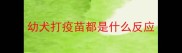 幼犬打疫苗都是什么反应