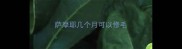 萨摩耶几个月可以修毛
