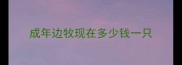 成年边牧现在多少钱一只