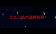 怎么训练泰迪睡狗窝