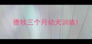 德牧三个月幼犬训练