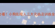 幼犬期必看小狗乱咬人三大元凶及训练全攻略
