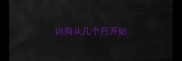 训狗从几个月开始