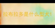 拉布拉多是什么型犬
