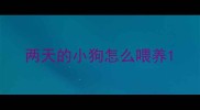 两天的小狗怎么喂养
