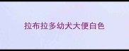 拉布拉多幼犬大便白色