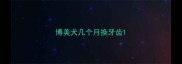博美犬几个月换牙齿