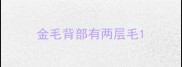 金毛背部有两层毛