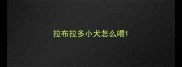 拉布拉多小犬怎么喂