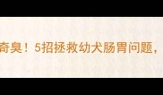 2月大比熊便便奇臭5招拯救幼犬肠胃问题附便便检测表