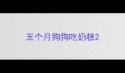 五个月狗狗吃奶糕