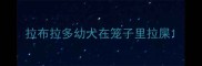 拉布拉多幼犬在笼子里拉屎