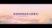宠物狗接种疫苗注意事项