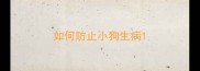 如何防止小狗生病