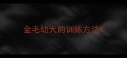 金毛幼犬的训练方法
