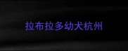 拉布拉多幼犬杭州