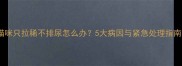 猫咪只拉稀不排尿怎么办5大病因与紧急处理指南