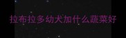 拉布拉多幼犬加什么蔬菜好