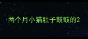 两个月小猫肚子鼓鼓的