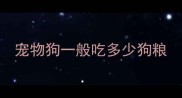 宠物狗一般吃多少狗粮