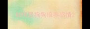 如何跟狗狗培养感情