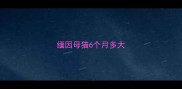 缅因母猫6个月多大