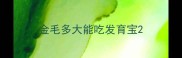 金毛多大能吃发育宝
