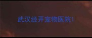 武汉经开宠物医院