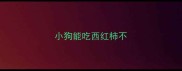 小狗能吃西红柿不