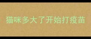 猫咪多大了开始打疫苗