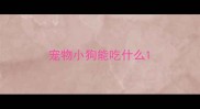 宠物小狗能吃什么