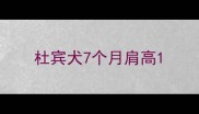 杜宾犬7个月肩高