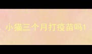 小猫三个月打疫苗吗