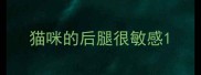 猫咪的后腿很敏感