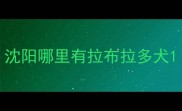 沈阳哪里有拉布拉多犬