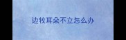 边牧耳朵不立怎么办