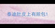 泰迪肚皮上有脓包