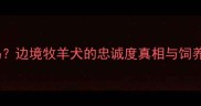 边牧是最忠实的狗狗吗边境牧羊犬的忠诚度真相与饲养建议附最新数据