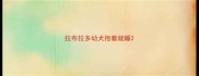 拉布拉多幼犬抱着就睡
