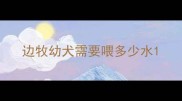 边牧幼犬需要喂多少水